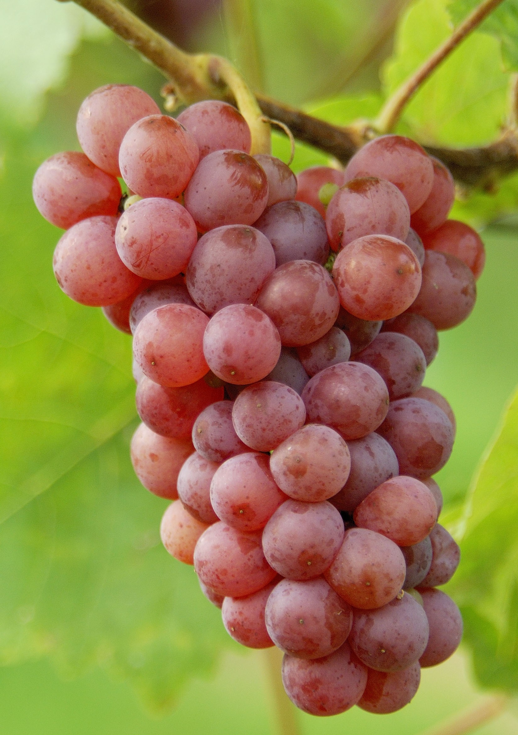 Fruit des vendanges tardives, le Vin de Glace - MA PLUME - WEBMAG