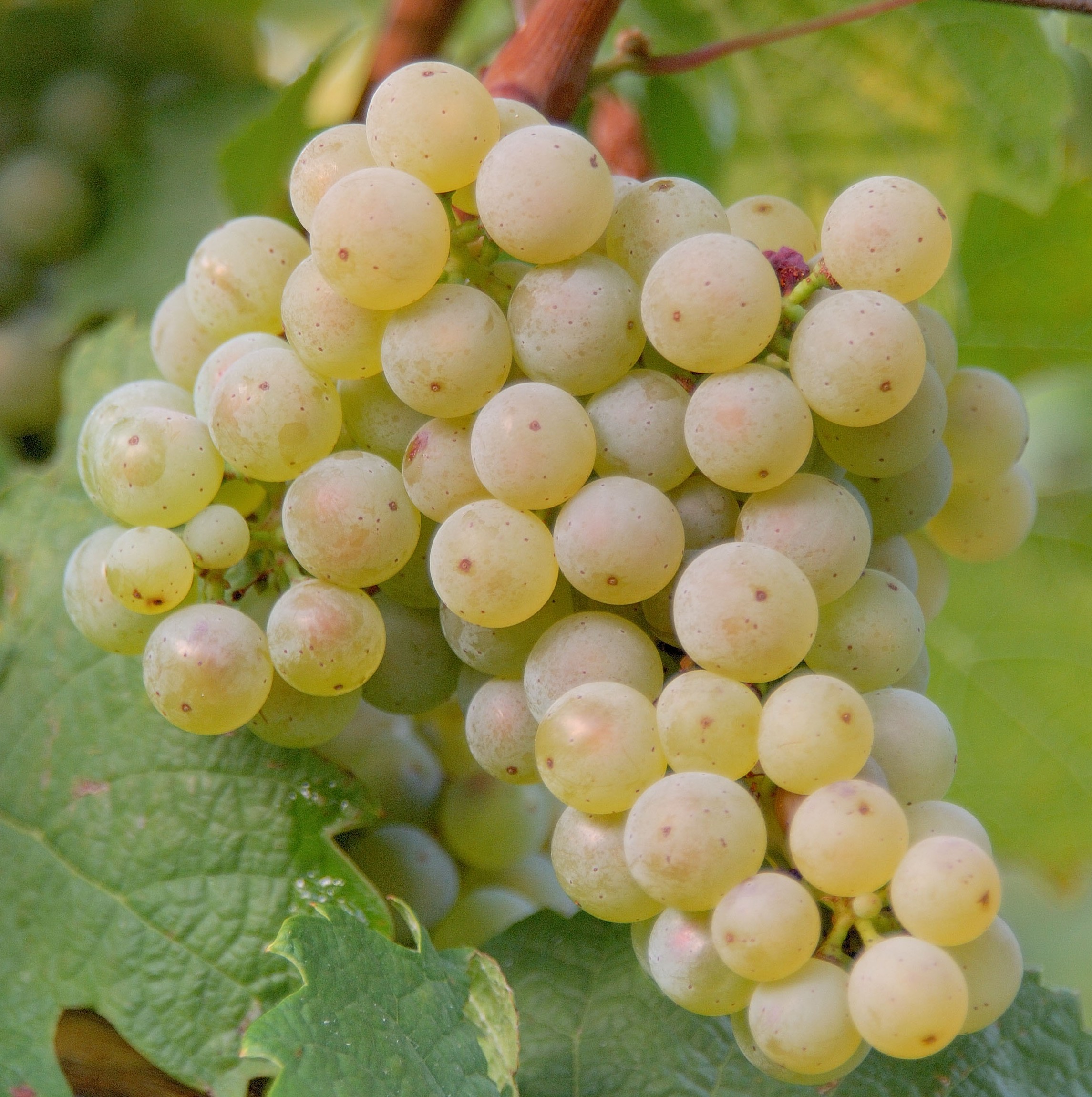 Riesling Domaine RAPP Jean Et Guillaume